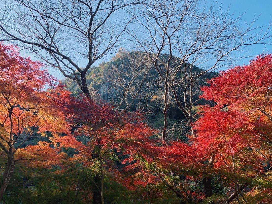my9mj8のインスタグラム：「﻿ ﻿ こっちにきて行ったことなかった﻿ 耶馬渓へ！﻿ そして九酔渓にも🍁🍂🍁🍂﻿ ﻿ ﻿ ﻿ まいちゃん連れてってくれてありがとう〜💕」