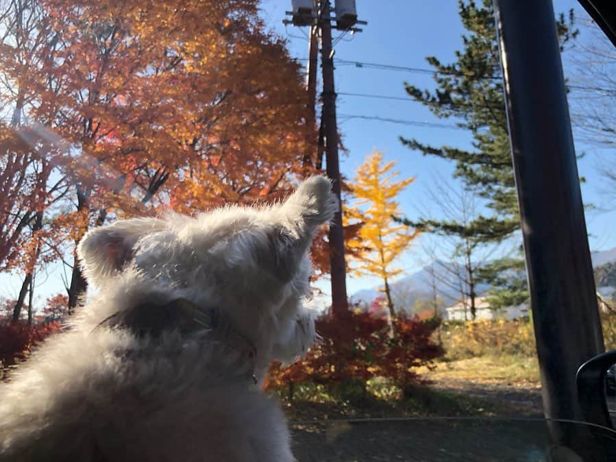 松井絵里奈さんのインスタグラム写真 - (松井絵里奈Instagram)「🐶 愛犬の8才お誕生日を 迎えました❤︎ 1日1日こうして元気で居てくれること。当たり前じゃないなと。1日の命の尊さは奇跡の連続です🙏🏻✨ ・ ・ これからも家族との幸せな 時間を大切に過ごしていきたいです。 時間を使うことは命を使うことだと私は思います。 大切な人を想う時間。 大好き❤︎ありがとう❤︎と、 何度も何度も伝えたい。 たくさん抱きしめたい。 ・ Have your dog's 8th birthday❤︎ I want to spend time with my family. #お誕生日#愛犬#家族 #一年前の事故を忘れない #絆#時間#愛#love #思いやり#大好き#言葉 #山梨#富士山#ドライブ #姉妹旅行#レジーナリゾート富士  #松井絵里奈 #紅葉が美しかった #🍁」11月21日 22時38分 - erina74xx