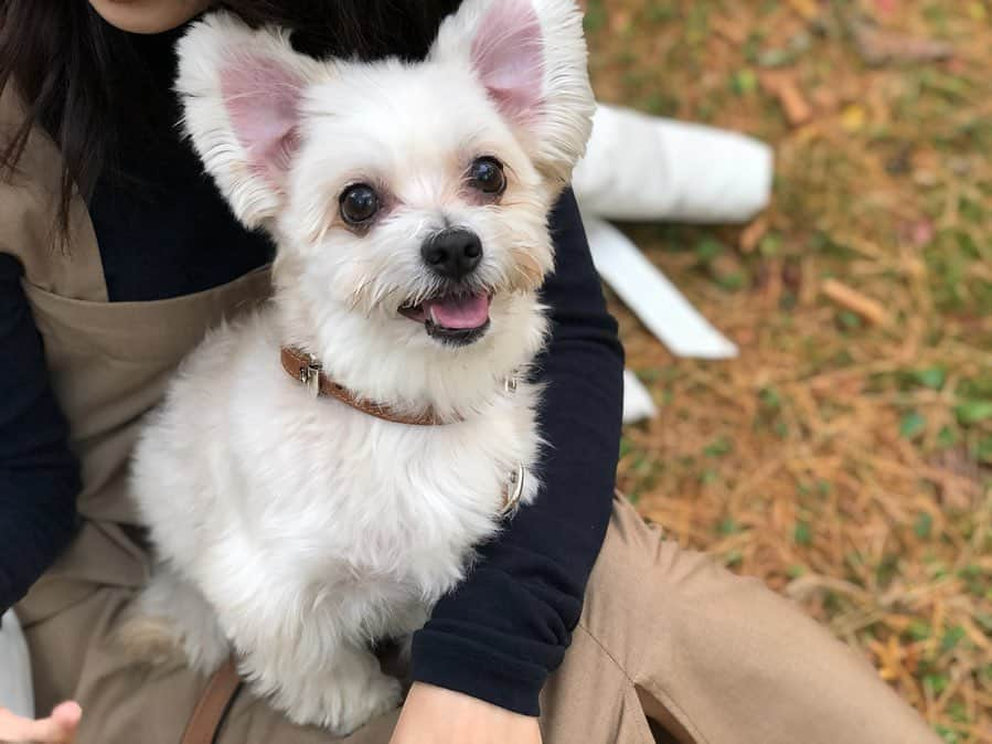 松井絵里奈さんのインスタグラム写真 - (松井絵里奈Instagram)「🐶 愛犬の8才お誕生日を 迎えました❤︎ 1日1日こうして元気で居てくれること。当たり前じゃないなと。1日の命の尊さは奇跡の連続です🙏🏻✨ ・ ・ これからも家族との幸せな 時間を大切に過ごしていきたいです。 時間を使うことは命を使うことだと私は思います。 大切な人を想う時間。 大好き❤︎ありがとう❤︎と、 何度も何度も伝えたい。 たくさん抱きしめたい。 ・ Have your dog's 8th birthday❤︎ I want to spend time with my family. #お誕生日#愛犬#家族 #一年前の事故を忘れない #絆#時間#愛#love #思いやり#大好き#言葉 #山梨#富士山#ドライブ #姉妹旅行#レジーナリゾート富士  #松井絵里奈 #紅葉が美しかった #🍁」11月21日 22時38分 - erina74xx