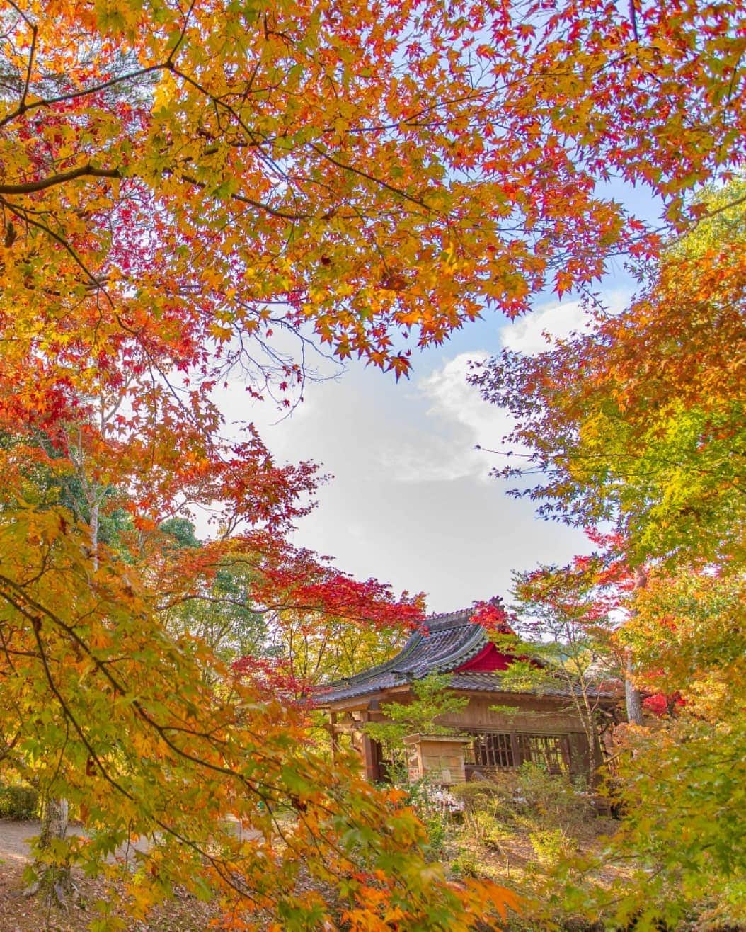 鹿児島よかもん再発見のインスタグラム：「伊佐市の曽木の滝公園へ(^-^)/ R1.11.17撮影  もみじ祭り、いよいよ開催！ライトアップも見れるチャンスのある方は是非とも！※私は仕事の都合でいけません( ；∀；) #鹿児島 #鹿児島観光 #どんどん鹿児島  #伊佐市 #伊佐市観光 #曽木の滝 #曽木の滝公園 #紅葉 #もみじ #kagoshimaphotograph  #kagoshima」