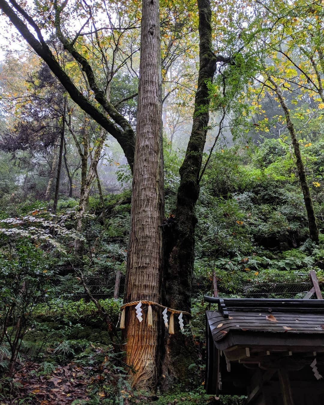 コムアイさんのインスタグラム写真 - (コムアイInstagram)「About my favorite water shrine in Kyoto🤭❣️ "貴船"もとは"氣生根"といい、氣の生まれる根っこ。きふね、という響き、きではじまり、ふでふくらんで、ねでおちつく。ついつい発音したい名前。貴船神社は、水の湧き出る泉をお祀りしたのがはじまりだそうで、ここで飲めるご神水は、身体にとけるようなまろやかな甘みがある。山の中にある滝でも以前は神事が行われていたけれど、去年の台風で人が立ち入れなくなってしまったらしい。 滝が瀧と書けるように、水を護るのは龍神である。貴船神社の奥宮には、その下に龍の棲む穴があるといわれていて、誰もその口を覗くことは許されていない。！昔、そこにノミを落とした職人がいて、とたんに天気が大荒れして、龍穴からノミが吹き上げられたという言い伝えがある。金のノミ、銀のノミ、と聞いてこないから親切な神様だとおもう。 水の恵みには、天から降る水と、地から湧き出る水がある。貴船には、高龗(たかおかみ)、闇龗(くらおかみ)、という龍神が祀られているようで、前者が山上に棲む天龍、後者が谷に棲む地底の龍なのではないかと言われている。なので、奥宮にある龍穴は闇おかみのものだろうか。古事記や日本書紀でのこの龍神の出自についての記述も面白い。イザナギとイザナミの夫婦がいて、イザナミが火の神カグツチを産み落とした。そうすると子の火の力でイザナミは焼け死んでしまった。悲しみにくれたイザナギは子どもであるカグツチを剣で真っ二つにした。そのとき、つるぎをつたう赤い血が闇おかみという神になったそう。火を切って水が産まれた。血塗られた出自をもつ、清い水の精。 これらのことは実は神社のHPに書いてありますのでご興味ある方はぜひそちらもご覧ください！」11月21日 23時02分 - kom_i_jp