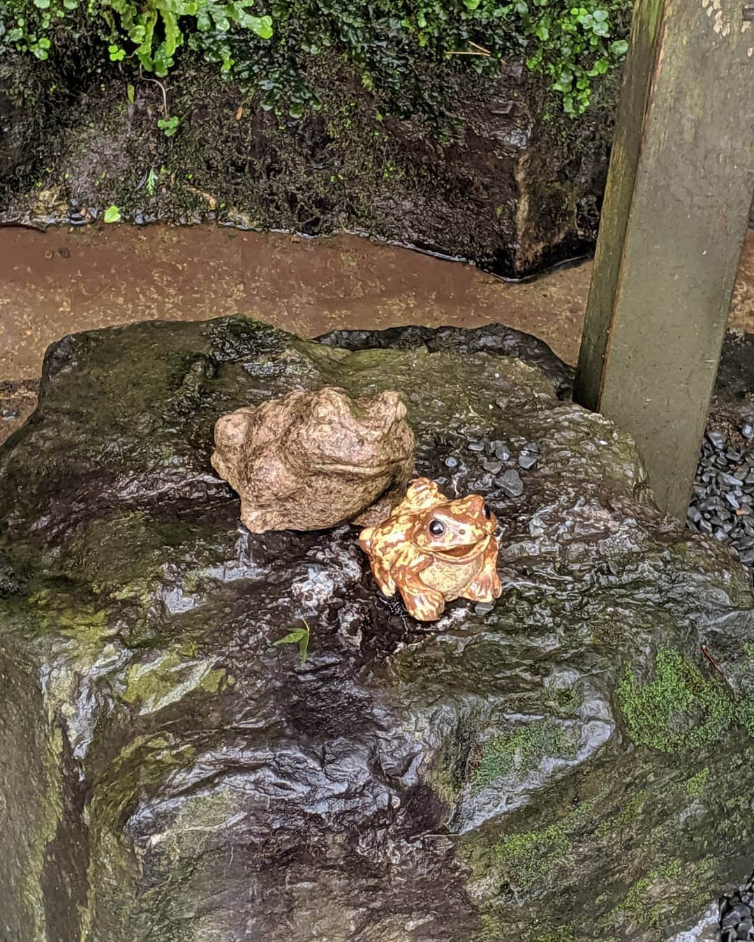 コムアイさんのインスタグラム写真 - (コムアイInstagram)「About my favorite water shrine in Kyoto🤭❣️ "貴船"もとは"氣生根"といい、氣の生まれる根っこ。きふね、という響き、きではじまり、ふでふくらんで、ねでおちつく。ついつい発音したい名前。貴船神社は、水の湧き出る泉をお祀りしたのがはじまりだそうで、ここで飲めるご神水は、身体にとけるようなまろやかな甘みがある。山の中にある滝でも以前は神事が行われていたけれど、去年の台風で人が立ち入れなくなってしまったらしい。 滝が瀧と書けるように、水を護るのは龍神である。貴船神社の奥宮には、その下に龍の棲む穴があるといわれていて、誰もその口を覗くことは許されていない。！昔、そこにノミを落とした職人がいて、とたんに天気が大荒れして、龍穴からノミが吹き上げられたという言い伝えがある。金のノミ、銀のノミ、と聞いてこないから親切な神様だとおもう。 水の恵みには、天から降る水と、地から湧き出る水がある。貴船には、高龗(たかおかみ)、闇龗(くらおかみ)、という龍神が祀られているようで、前者が山上に棲む天龍、後者が谷に棲む地底の龍なのではないかと言われている。なので、奥宮にある龍穴は闇おかみのものだろうか。古事記や日本書紀でのこの龍神の出自についての記述も面白い。イザナギとイザナミの夫婦がいて、イザナミが火の神カグツチを産み落とした。そうすると子の火の力でイザナミは焼け死んでしまった。悲しみにくれたイザナギは子どもであるカグツチを剣で真っ二つにした。そのとき、つるぎをつたう赤い血が闇おかみという神になったそう。火を切って水が産まれた。血塗られた出自をもつ、清い水の精。 これらのことは実は神社のHPに書いてありますのでご興味ある方はぜひそちらもご覧ください！」11月21日 23時02分 - kom_i_jp