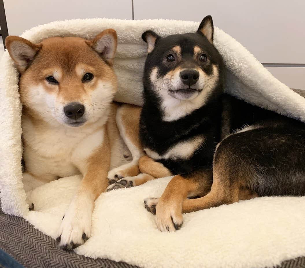 ?Fricko the Shiba Inu?のインスタグラム：「Anyone want to share this bed with us?😆😆 🐾 🐾 🐾 🐾 #FrickoandKeaton #🐶 #☀️ #shiba #shibainu #dog #柴犬 #赤柴 #黒柴  #adorable #shibalovers #shibaholics  #dogoftheday  #weeklyfluff #aww #dogstagram  #dogscorner #puppiesofinstagram #shibapuppy」