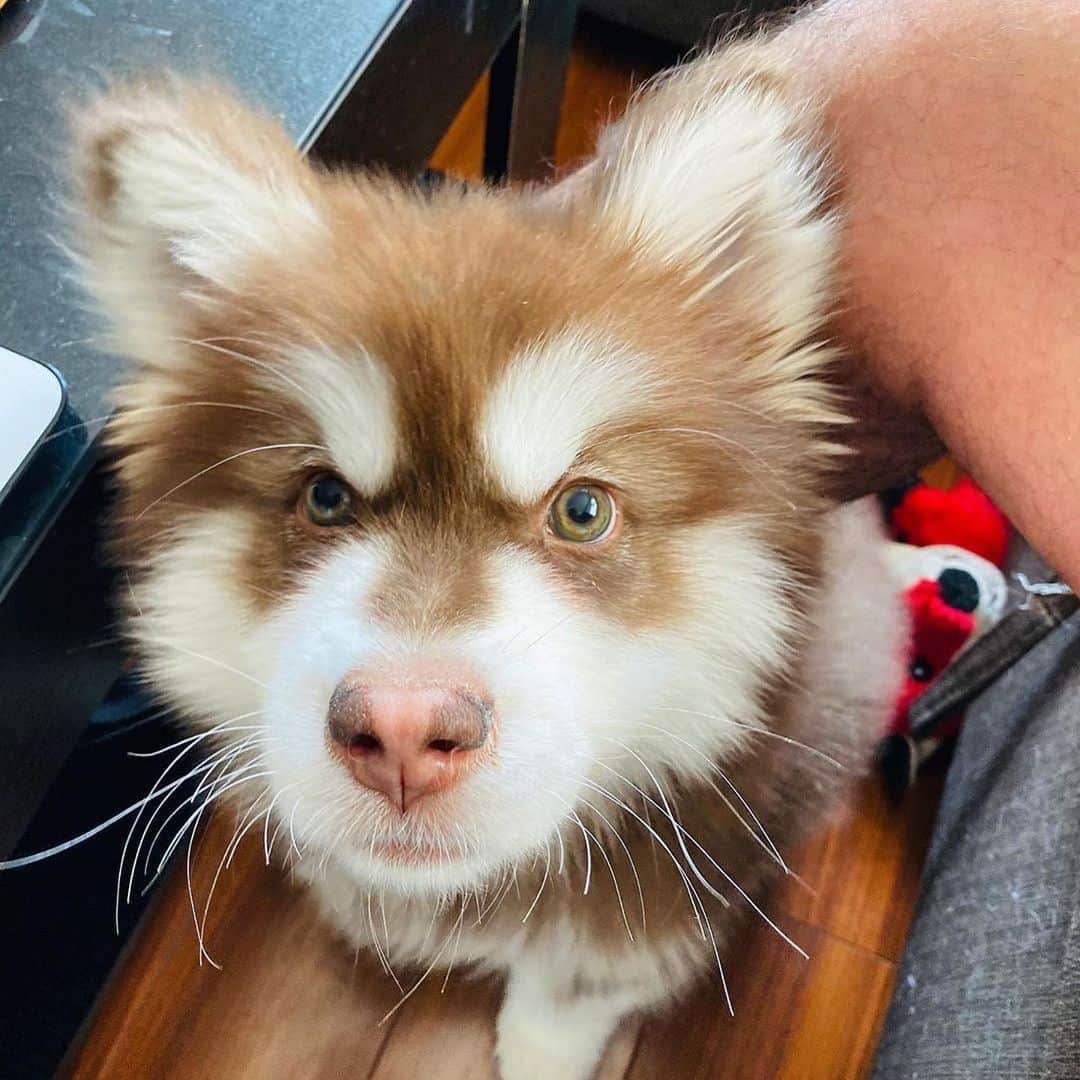 husky and malamuteさんのインスタグラム写真 - (husky and malamuteInstagram)「Hey ..you..give me give😚😚🐾🐾 follow @alaskandaily （Twitter：alaskandaily）for more cute pic and video.😜 ……………………………………………………………… From @barney_redbear ……………………………………………………………… #alaskan#malamute#alaskanmalamute#alaskanhusky#malamutesofinstagram#puppylife#puppylove#puppydog#puppylover#dogdays#malamutepuppy#huskies#huskeypuppy#huskeiesreq#siberian#huskeiesofig#dogslife#dogsofnyc#cutedog#cutedogs#huskeypics#huskeylovers#huskygram#huskeylove#huskiesofinstagram#dogsofnyc#husky#狗」11月21日 23時43分 - alaskandaily