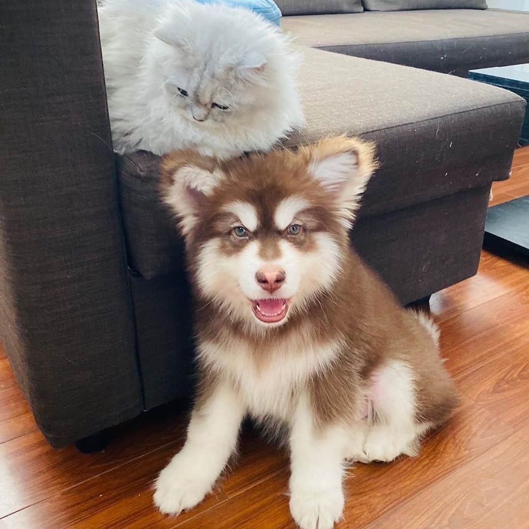 husky and malamuteさんのインスタグラム写真 - (husky and malamuteInstagram)「Hey ..you..give me give😚😚🐾🐾 follow @alaskandaily （Twitter：alaskandaily）for more cute pic and video.😜 ……………………………………………………………… From @barney_redbear ……………………………………………………………… #alaskan#malamute#alaskanmalamute#alaskanhusky#malamutesofinstagram#puppylife#puppylove#puppydog#puppylover#dogdays#malamutepuppy#huskies#huskeypuppy#huskeiesreq#siberian#huskeiesofig#dogslife#dogsofnyc#cutedog#cutedogs#huskeypics#huskeylovers#huskygram#huskeylove#huskiesofinstagram#dogsofnyc#husky#狗」11月21日 23時43分 - alaskandaily