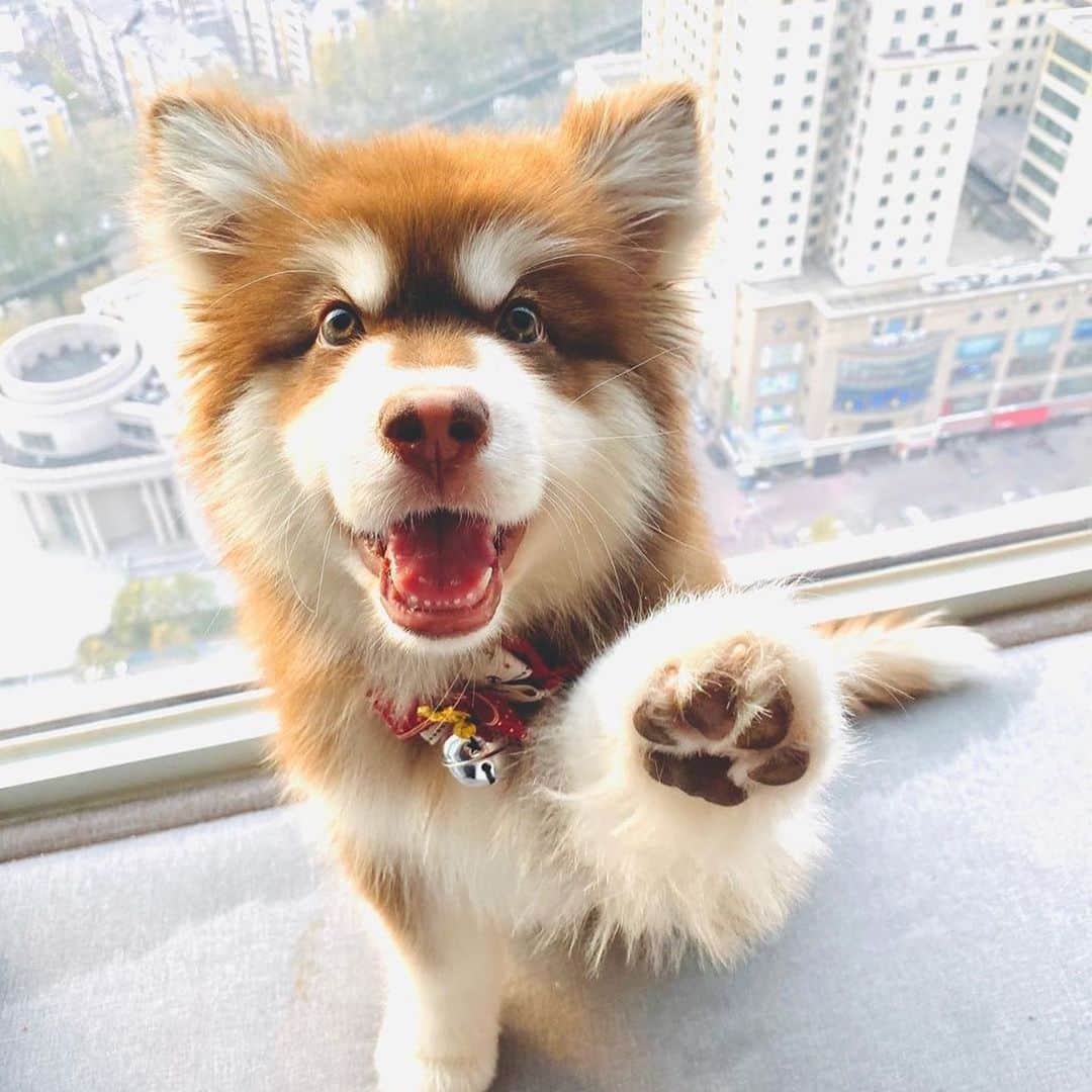 husky and malamuteのインスタグラム：「Hey ..you..give me give😚😚🐾🐾 follow @alaskandaily （Twitter：alaskandaily）for more cute pic and video.😜 ……………………………………………………………… From @barney_redbear ……………………………………………………………… #alaskan#malamute#alaskanmalamute#alaskanhusky#malamutesofinstagram#puppylife#puppylove#puppydog#puppylover#dogdays#malamutepuppy#huskies#huskeypuppy#huskeiesreq#siberian#huskeiesofig#dogslife#dogsofnyc#cutedog#cutedogs#huskeypics#huskeylovers#huskygram#huskeylove#huskiesofinstagram#dogsofnyc#husky#狗」