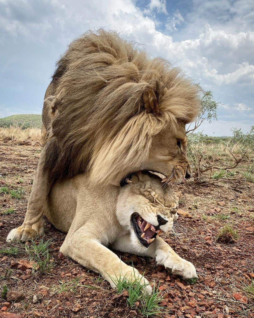 Kevin Richardson LionWhisperer さんのインスタグラム写真 - (Kevin Richardson LionWhisperer Instagram)「Vayetse showing Livy some lion love? 🤔🧐 Caption this photo and I’ll post the best one on my stories with a link to your account  #lionlove #lion #africa #pantheraleo #africanlion #nature #caughtintheact」11月21日 23時44分 - lionwhisperersa