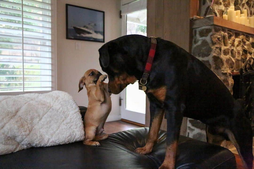 ブロディ・ジェンナーのインスタグラム：「Throwback to Shoeys first day at home with his new big brothers ❤️」