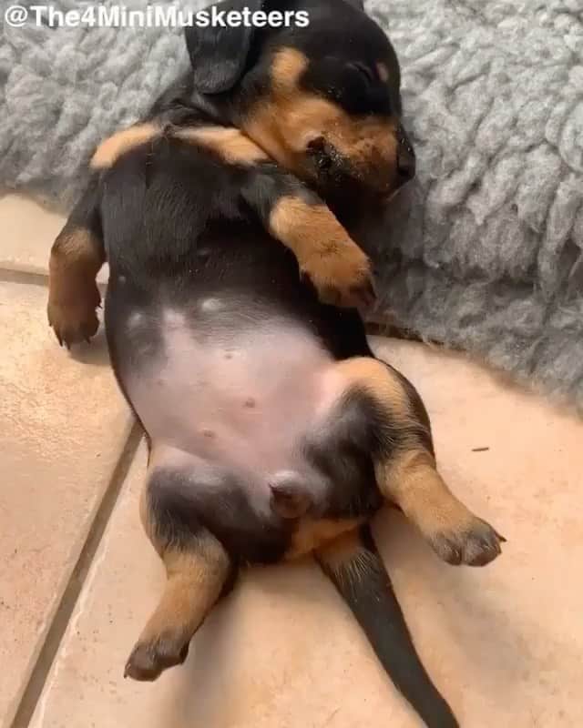 The Critter Havenのインスタグラム：「Sleeping and dancing Video by @the4minimusketeers #TheCritterhaven」