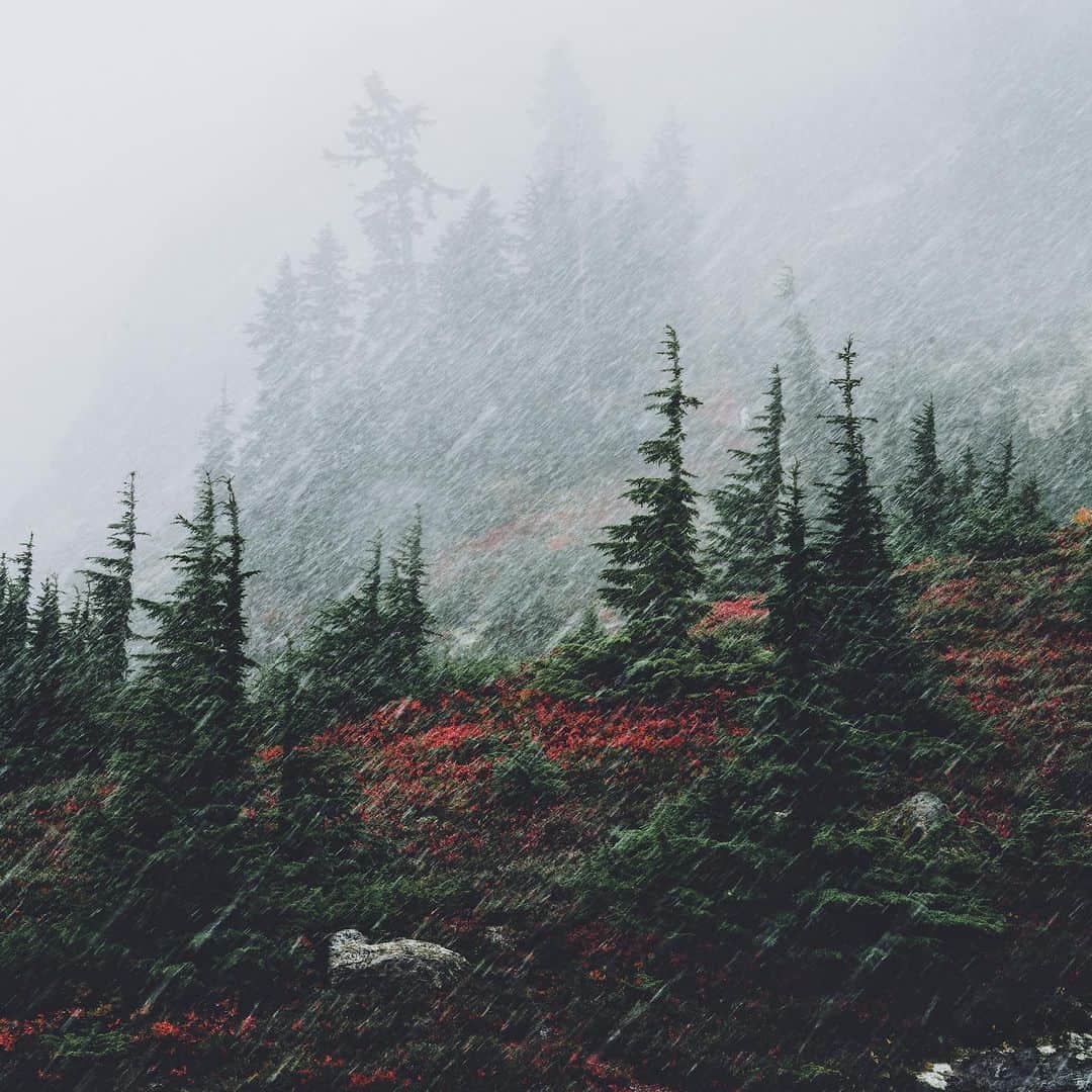 Kyle Kuiperのインスタグラム：「Downpour 🌧🌲」