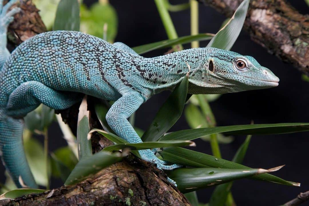 スミソニアン国立動物園さんのインスタグラム写真 - (スミソニアン国立動物園Instagram)「🦎 This is no tall tail! 📏 Emerald tree monitors’ tails grow twice as long as their bodies. 🌳 As this lizard climbs trees, their tails grip branches, acting like a fifth limb. 🔍 Grab a closer look at these unique lizards at the Reptile Discovery Center and catch keeper talks at 11 a.m. and 3 p.m. daily. MEET OUR ANIMALS: s.si.edu/2h3CN1W.」11月22日 0時15分 - smithsonianzoo