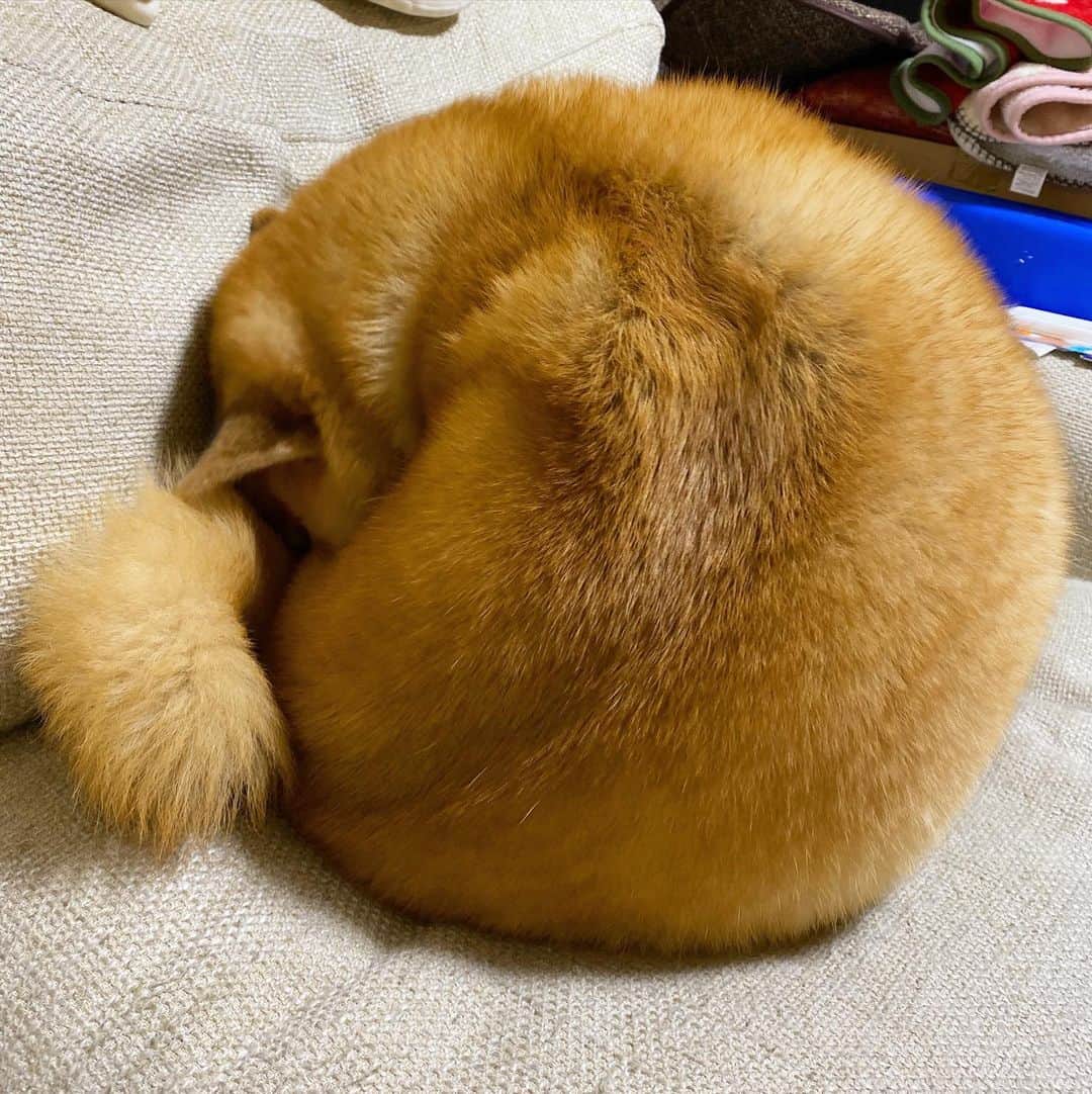 まる（まるたろう）さんのインスタグラム写真 - (まる（まるたろう）Instagram)「What a fluffy ball!!✨🐶🧶💤✨はいよっ！肉巻きおにぎりいっちょ上がり〜 #じゃねーわ #確かにまるいけども #飯テロ #肉巻きおにぎり」11月22日 0時15分 - marutaro