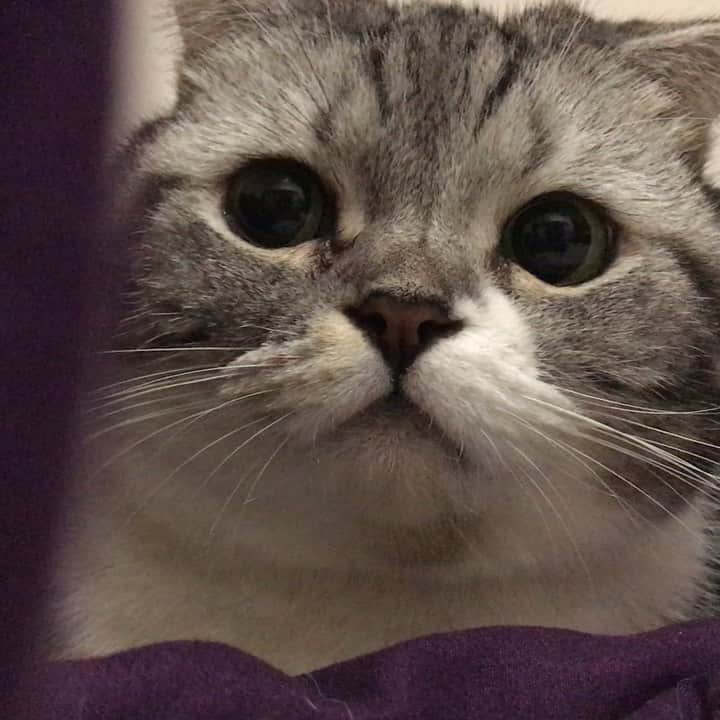 KATSUOのインスタグラム：「👀ランラン✨ . #cat #catstagram #catsofinstagram #instacat #cutecat #katsuo」