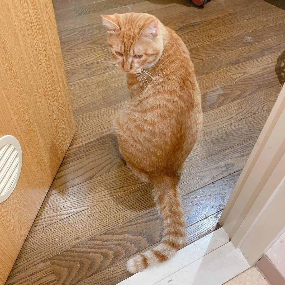 金巻ともこさんのインスタグラム写真 - (金巻ともこInstagram)「トイレの出入り口を塞ぐチャイ  #kurohakuchai #tabby #orangetabby #cat #猫 #茶トラ男子部 #catstagram」11月22日 1時00分 - tomotomoco