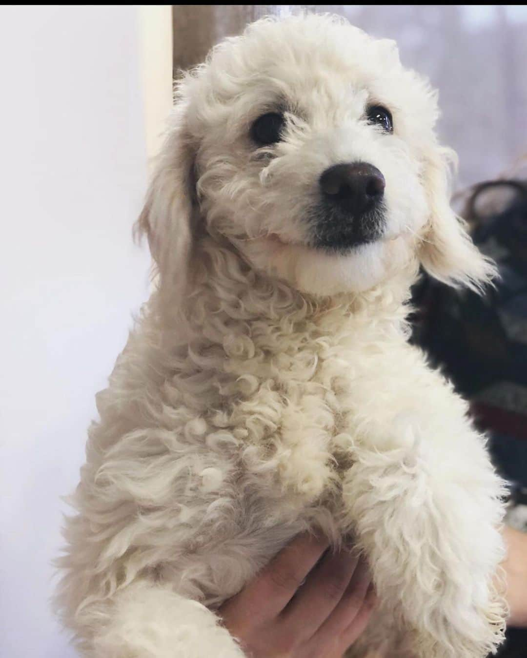 エレン・デジェネレスさんのインスタグラム写真 - (エレン・デジェネレスInstagram)「#repost @wagmorpets ・・・ Meet Chip and Dale 🐶 The newest @sallysrescue additions! Sally heard about these babies in need and jumped into action! She is paying for them to get fully vetted tomorrow so after that they’ll be available to go home ❤️ They are siblings who are about 7 months old and probably terrier/poodle mixes, about medium size. Stop in any day 11-5 to meet them! Tomorrow they’ll be at the vet in the morning so call before heading over 818-691-3466 💖 #adoptme #sallysrescue #wagmorpets #adoptdontshop」11月22日 1時35分 - ellendegeneres