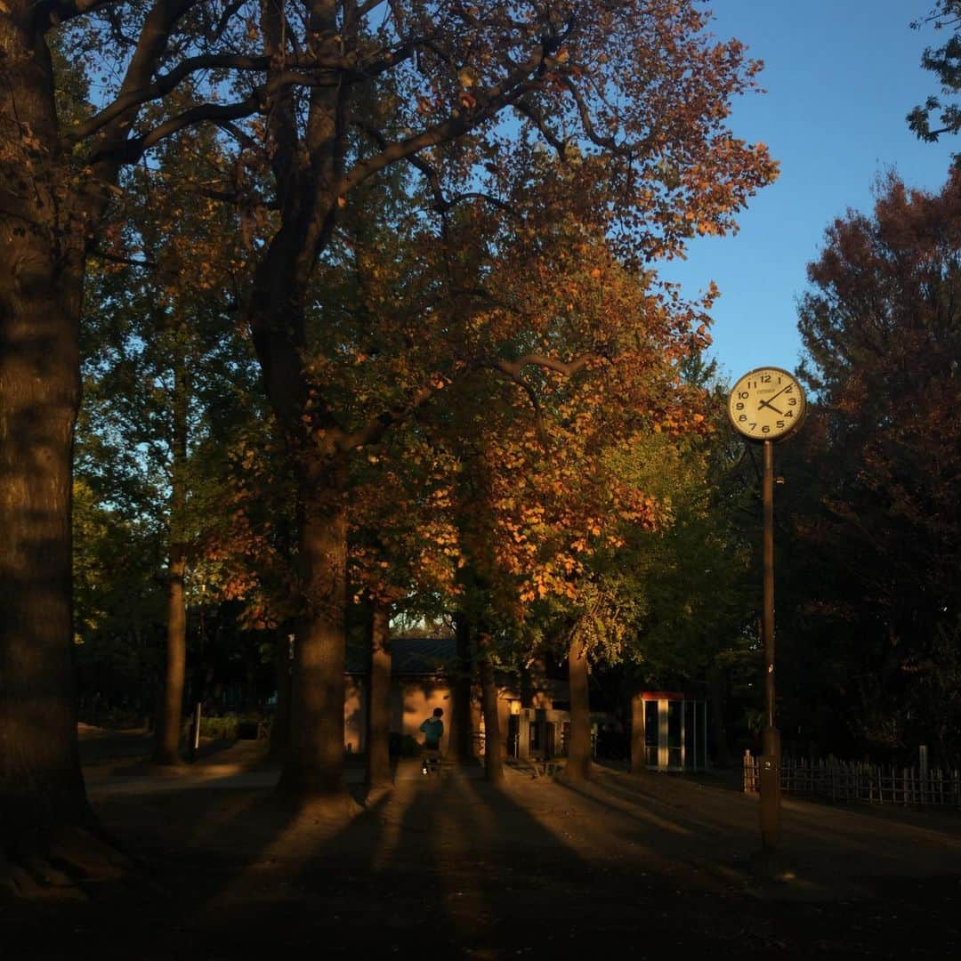 ミユさんのインスタグラム写真 - (ミユInstagram)「らめんすすった後、公園で西日が沈むまで黄昏ていました  とぅとぅとぅ〜 #本日のつや麺」11月22日 2時14分 - _miugram_