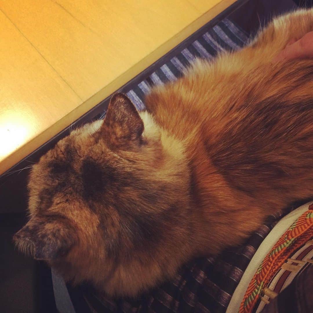岡田屋鉄蔵のインスタグラム：「膝が温い」