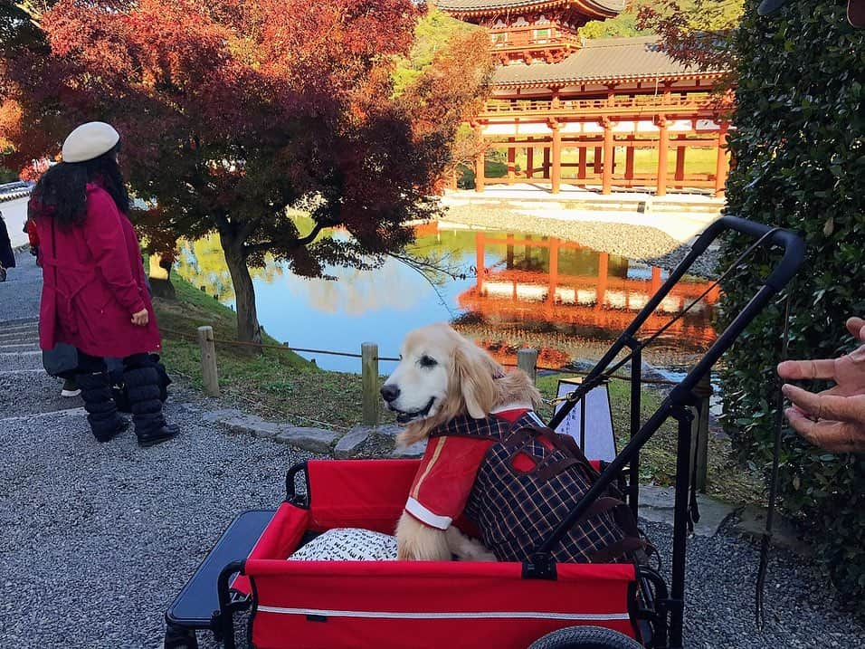 kei515yuさんのインスタグラム写真 - (kei515yuInstagram)「昨日は平等院⛩に行ってきました。紅葉🍁はまだ半分😅  #dogsofinstagram #ゴールデンレトリバー #ilovegolden_retrievers #retrieversgram #insta_animal #dog_ofinstagram #gloriousgoldens #retriever #goldenretriever #犬バカ部 #igdog #gryuuko #repost_ezyjp #retrieveroftheday #weeklyfluff #thedailygolden  #excellent_dogs #pecoいぬ部 #てんかん持ちワンコ #前庭疾患回復期 #高齢犬14歳 #高齢犬 #seniordogs #seniordogsofinstagram」11月22日 13時37分 - kei515yu