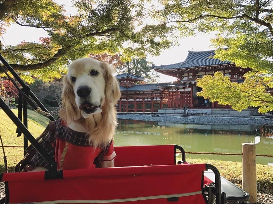 kei515yuさんのインスタグラム写真 - (kei515yuInstagram)「昨日は平等院⛩に行ってきました。紅葉🍁はまだ半分😅  #dogsofinstagram #ゴールデンレトリバー #ilovegolden_retrievers #retrieversgram #insta_animal #dog_ofinstagram #gloriousgoldens #retriever #goldenretriever #犬バカ部 #igdog #gryuuko #repost_ezyjp #retrieveroftheday #weeklyfluff #thedailygolden  #excellent_dogs #pecoいぬ部 #てんかん持ちワンコ #前庭疾患回復期 #高齢犬14歳 #高齢犬 #seniordogs #seniordogsofinstagram」11月22日 13時37分 - kei515yu