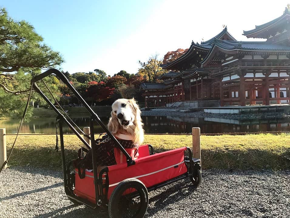 kei515yuさんのインスタグラム写真 - (kei515yuInstagram)「昨日は平等院⛩に行ってきました。紅葉🍁はまだ半分😅  #dogsofinstagram #ゴールデンレトリバー #ilovegolden_retrievers #retrieversgram #insta_animal #dog_ofinstagram #gloriousgoldens #retriever #goldenretriever #犬バカ部 #igdog #gryuuko #repost_ezyjp #retrieveroftheday #weeklyfluff #thedailygolden  #excellent_dogs #pecoいぬ部 #てんかん持ちワンコ #前庭疾患回復期 #高齢犬14歳 #高齢犬 #seniordogs #seniordogsofinstagram」11月22日 13時37分 - kei515yu