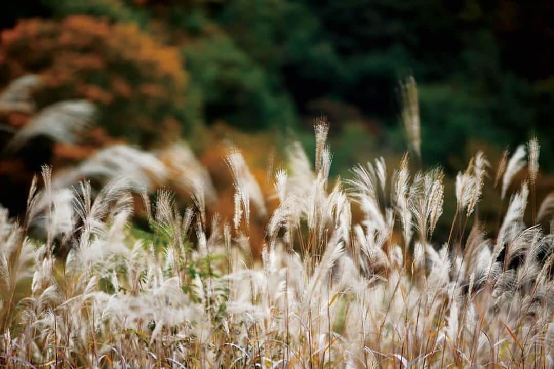Canon Asiaのインスタグラム：「Thinking out of the box 📦 is important when photographers face unfavourable shooting situations. Takashi Namiki achieved this shot by skillfully working around a calm day, using the in-camera multiple exposure function to create motion blur in place of the wind 🌬️ Read more on how this shot was achieved, link in bio! . 📷 Image by Takashi Namiki shot using the Canon EOS 6D | Canon EF 70-200mm f/2.8L IS USM | f/2.8 | 1/500s | 200mm  Want your photos to be featured too? Tag them with #canonasia or submit them on My Canon Story, link in bio!  #canonasia #photography #multiexposure #grassfields #nature #naturephotography #motionblur」