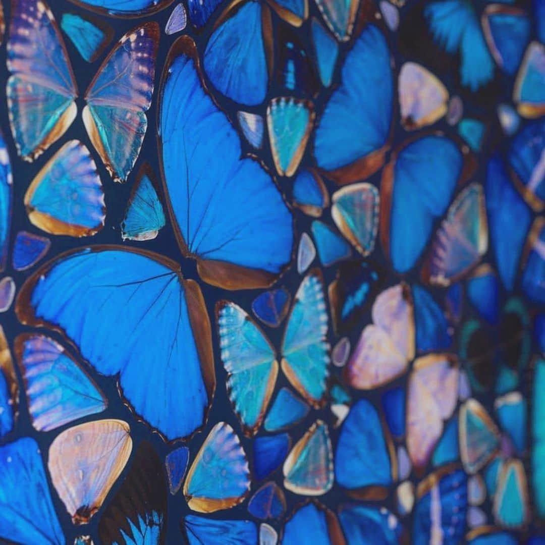澤田友美さんのインスタグラム写真 - (澤田友美Instagram)「. 綺麗な羽 . . @damienhirst  #damienhirst #butterfly」11月22日 14時02分 - tomomi__sawada