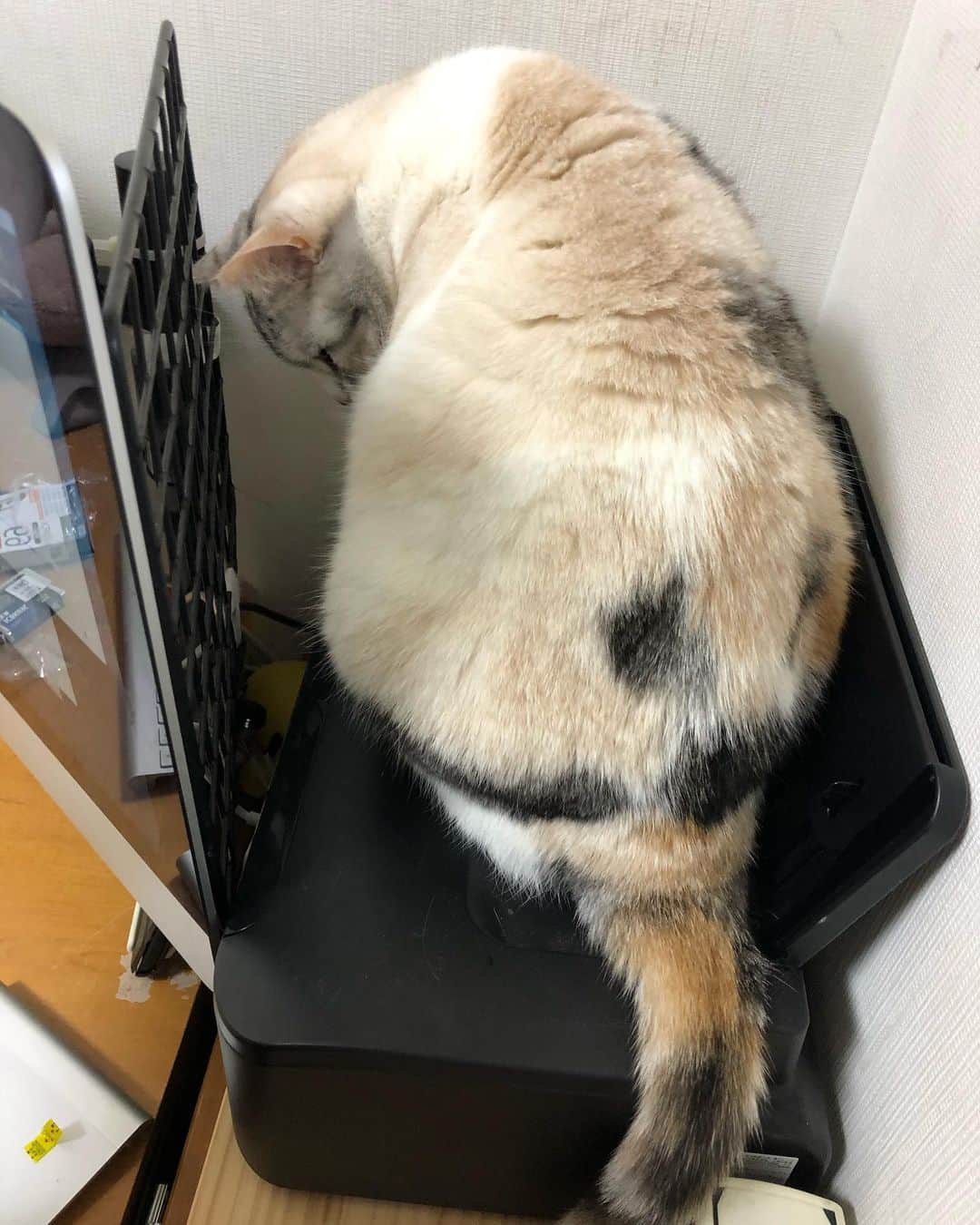 ホタテ＆クラム＆シラスのインスタグラム：「プリンターのインク交換の監視中　#cat #neko #ScottishFold #猫 #ねこ #スコティッシュフォールド #catstagram #instagram #instagramjapan #ig_japan #igersjp」