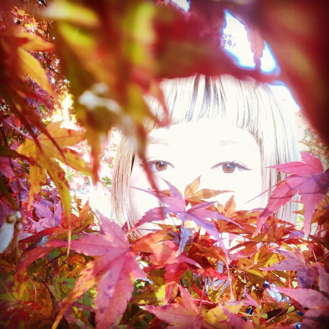 和田美枝さんのインスタグラム写真 - (和田美枝Instagram)「紅色🍁🍁🍁 #もみじ #紅葉 #ちゃんと見る紅葉は人生で2度目 #ライトアップも見てみたいなって思う #そんな日 #四季を感じる」11月22日 14時10分 - miewada