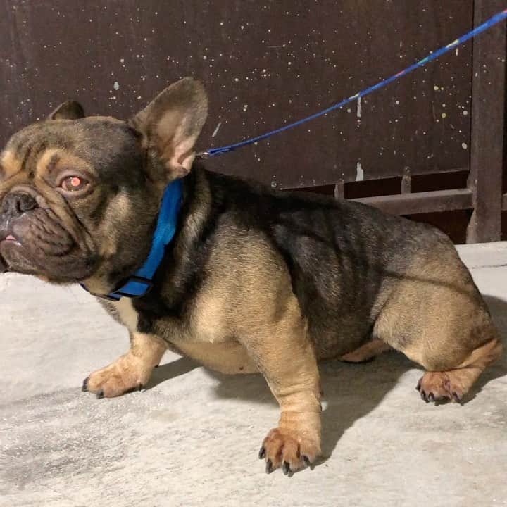 Oprahnbooのインスタグラム：「EWOK. #chocolatefrenchie #frenchchies #doglovers #dogoftheworld  #dogstagram #share  #tag」