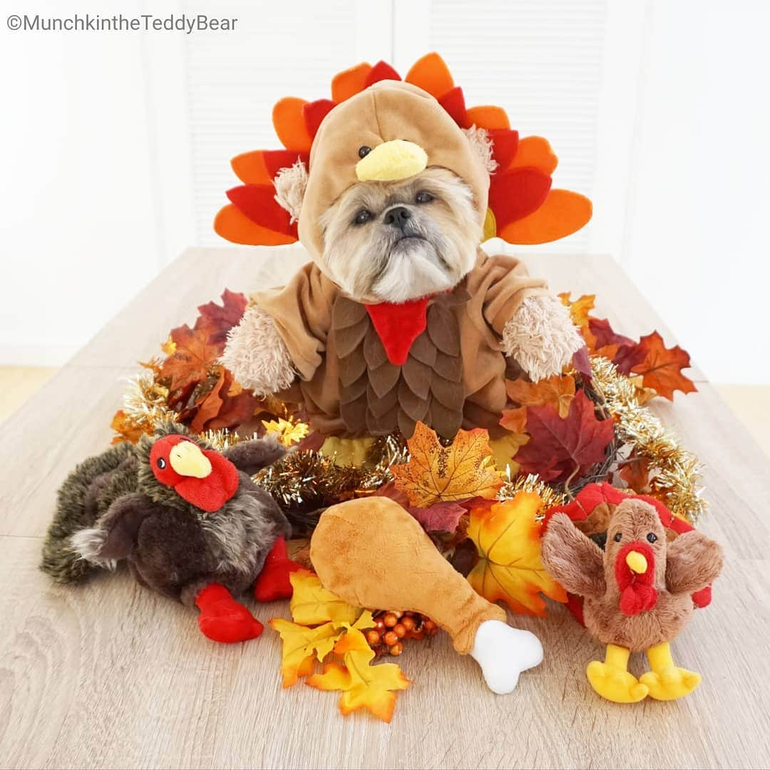 Original Teddy Bear Dogさんのインスタグラム写真 - (Original Teddy Bear DogInstagram)「One week from today it's Turkey Time! 🦃🍗 #ImAllergicToTurkeyNow 🙄 #tbt」11月22日 5時28分 - munchkintheteddybear