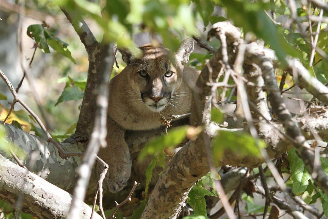 ブロディ・ジェンナーのインスタグラム：「Throwback to when I saw a mountain lion in Malibu.... my best friend called me at 6 AM and told me that his dogs had chased a mountain lion up a tree outside of his house. At first I corrected him and said “you mean a bobcat” And he chuckled and said “no a fucking mountain Lion!!” I jumped out of bed as quick as I could and grabbed my cannon 7D and drove as fast as I could to his house to get some photos. When I got there and saw it in person words cannot describe the feelings that I had. This mountain lion in particular had no GPS collar (nor did we intend to call animal control and have him or her tranquilized and one strapped to its neck) and had to weigh at least 200 pounds. We spent the day taking photos and observing one of the most beautiful animals I have ever seen in my life and when the sun went down we brought the dogs and everybody inside and within five minutes of it being dark we shined a flashlight in the tree and it was gone never to be seen again. So sad to think I will probably never be able to experience a moment like this in the place that I call home and cherish so much. I would hope to think that this beautiful animal is still alive but with population growing, the devastating fires and less and less places for these animals to live and thrive that is probably not the case. ☹️ I hope we meet again someday old friend ❤️」