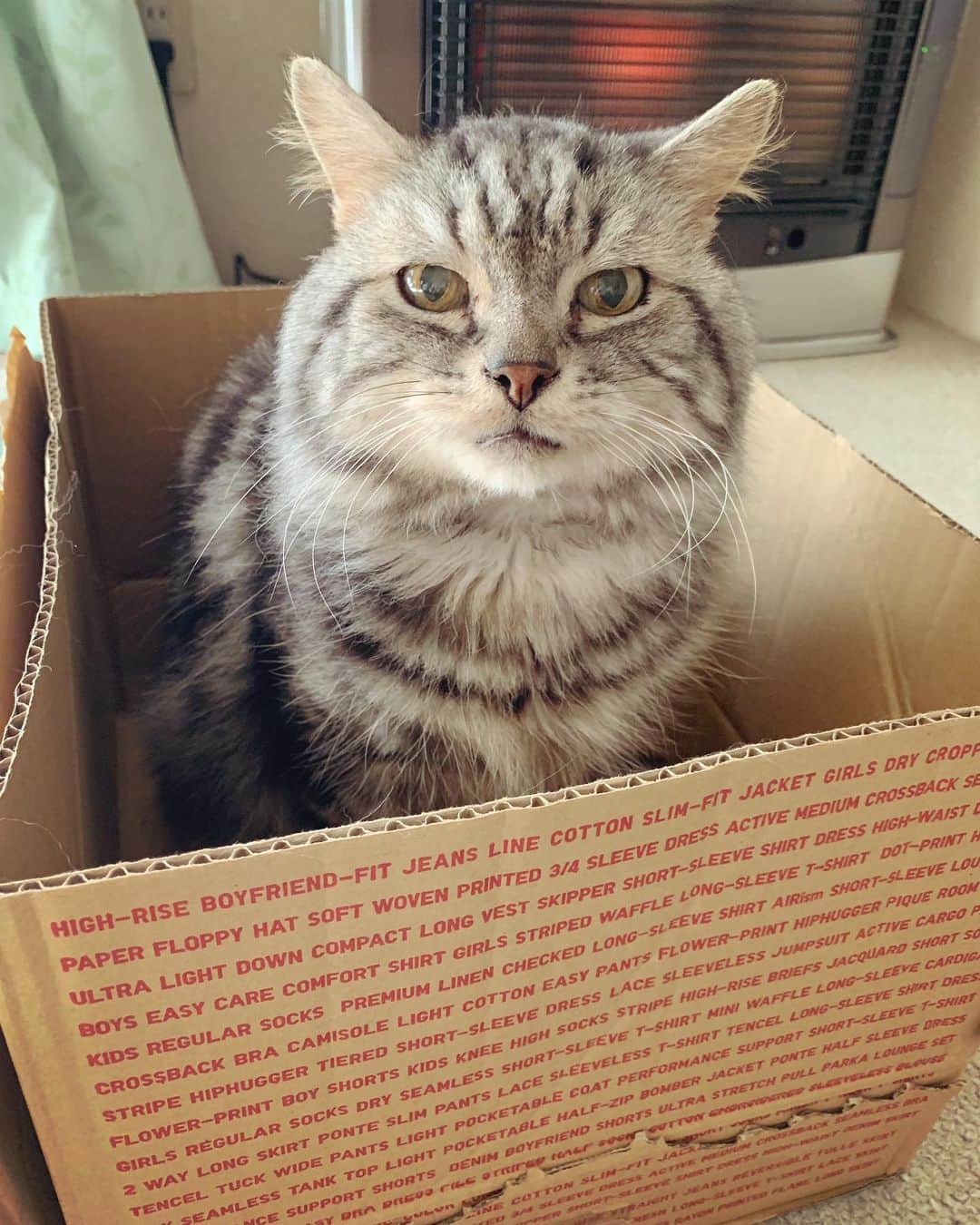 奥山レイカのインスタグラム：「真顔。笑🐱📦 #はこねこ #ねこすたぐらむ #ネコ #cat #ユニクロの箱が一番好き」