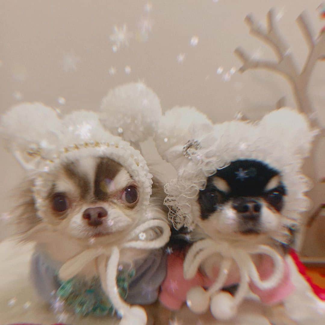 kayoのインスタグラム：「* * 今年は白いサンタ帽子🎅🏻❄️❄️❄️ * * ひとつはパール仕様にしてもらったよ☺️✨✨ どっちも可愛いーー🥰💗💗 * * Lychee❄️Melon * * #ホワイトサンタ #chihuahua#chihuahualove#dogstgram#dog#instadog#チワワ#チワワ大好き * *」