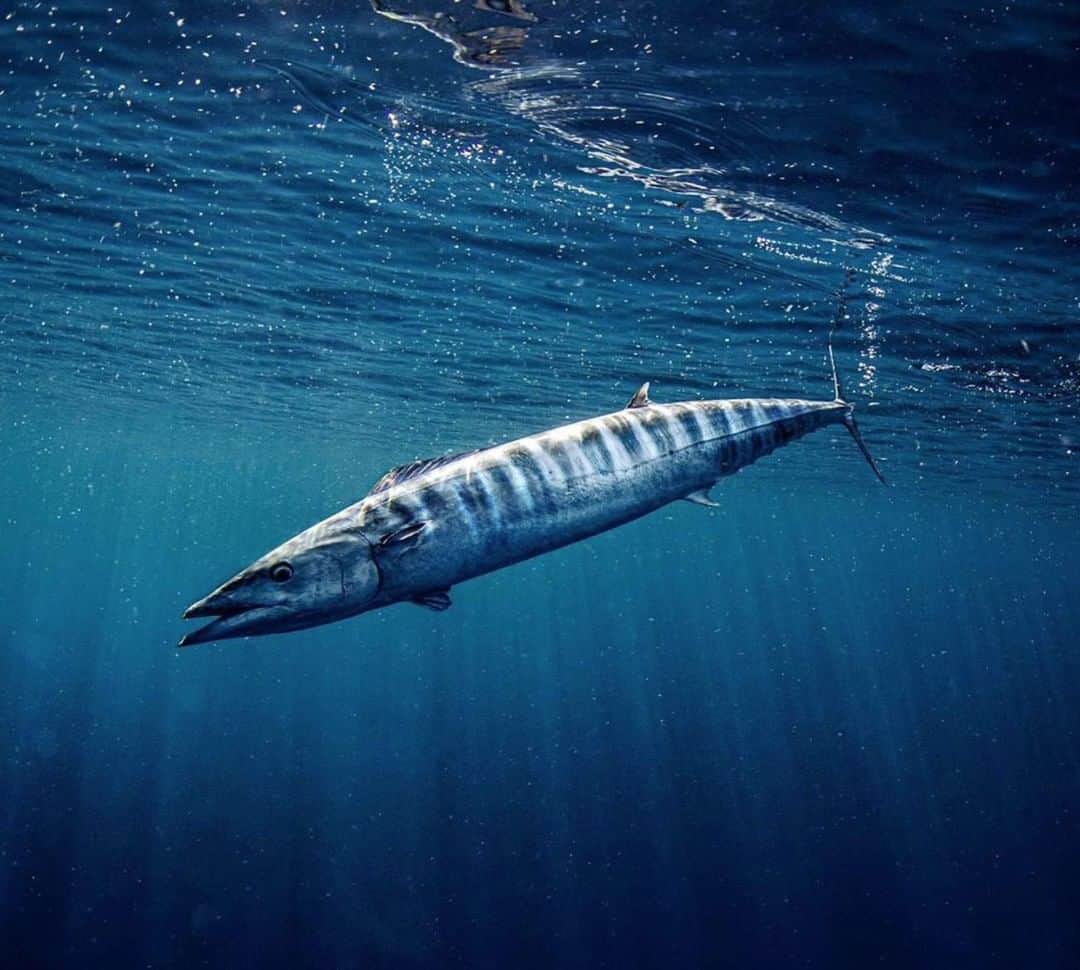 Costa Sunglassesのインスタグラム：「Barreling through the blue. 📷: @sport_fish_gallery #SeeWhatsOutThere」