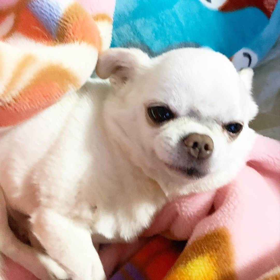 KORIKIのインスタグラム：「おはようございます♪ * #菅原文太降臨 #dogofsapporo #dog, #dogs, #dogstagram,#chihuahua,#犬バカ部,#チワワ,#koriki, #hanadog #白スムチ連合会, #スムチー,  #dogofthedayjp, #dogoftheday  #ilovemydog #instadog #instapet #WhiteChihuahua  #吉娃娃 #치와와  #dogsofinstagram #Chihuahualover  #ชิวาวา #チワワの輪 #barkbox #WhiteChihuahuaParty #もふもふモフモフ」