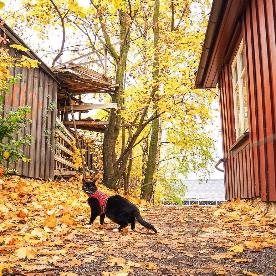 スターリンさんのインスタグラム写真 - (スターリンInstagram)「Long time no see! Here's a small collection of Stalin autumn photos 🧡🍁🍂 I'm soon going to be in a local newspaper/magazine that humom volunteers for 😺💛」11月22日 7時41分 - stalinthecat