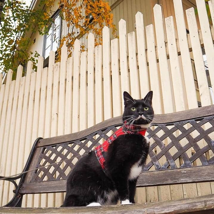 スターリンさんのインスタグラム写真 - (スターリンInstagram)「Long time no see! Here's a small collection of Stalin autumn photos 🧡🍁🍂 I'm soon going to be in a local newspaper/magazine that humom volunteers for 😺💛」11月22日 7時41分 - stalinthecat