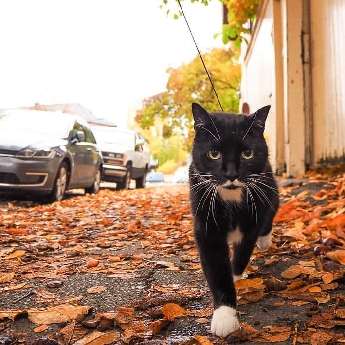 スターリンのインスタグラム：「Long time no see! Here's a small collection of Stalin autumn photos 🧡🍁🍂 I'm soon going to be in a local newspaper/magazine that humom volunteers for 😺💛」