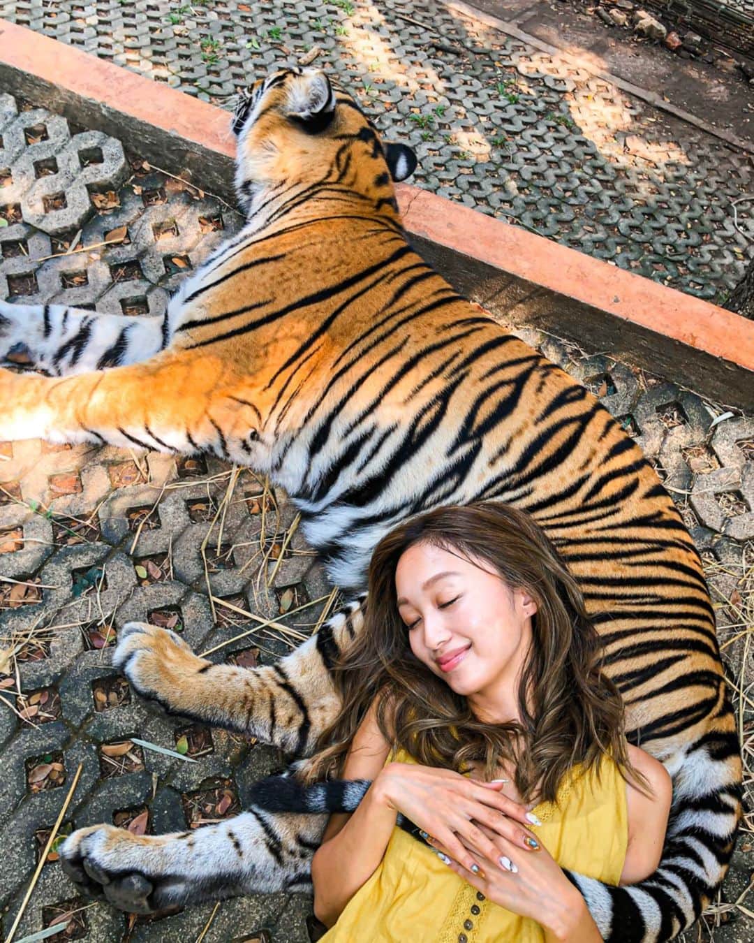 近藤あやさんのインスタグラム写真 - (近藤あやInstagram)「⠀ 寝心地さいこう〜！！！🐯💓🐯💓 ⠀ #tigerkingdom @tigerkingdom_chiangmai  #thailand #Chiengmai #amazingthailand  #タイひとり旅 #あや旅19 #本物です！！！！！🐯🐯🐯」11月22日 7時48分 - doraemontoaya
