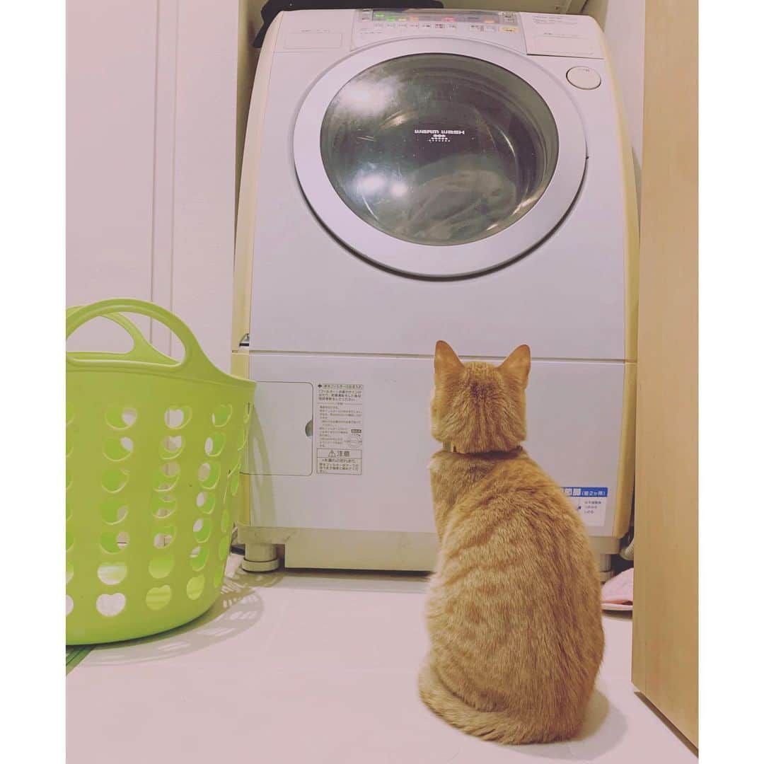 kainatsuさんのインスタグラム写真 - (kainatsuInstagram)「stranger…  なんだこれは・・？ #oto_no_koto #保護猫」11月22日 7時54分 - natsugram_life