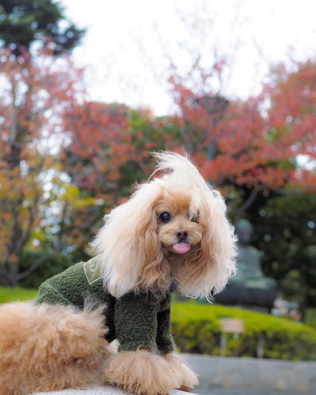 Toypoodle Mikuru?Asakusa Tokyoのインスタグラム：「20191122 Friday. Good morning! Friends❗️ Mikuru is going through a contradictory stage😰 . いい子でなんかいられない💢 オニクよこせや❗️くそばばぁ‼️ . #反抗期 は突然に #浅草寺 #👅」
