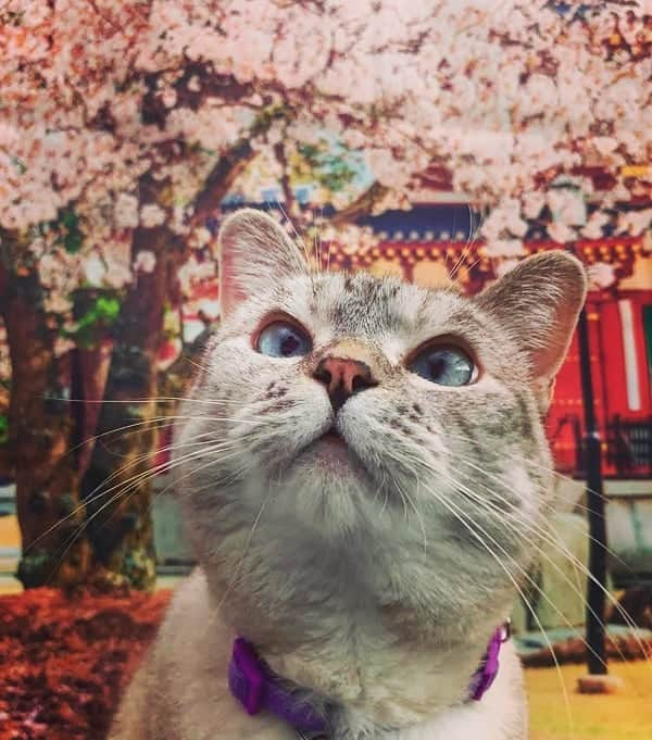 Fresh Stepさんのインスタグラム写真 - (Fresh StepInstagram)「Sakura, sakura...Have you entered our Ultimate Cat Lover Sweepstakes for a chance to win a vacation to Japan? If not, link in bio! If you win, can Nala come with you? 😸」11月22日 9時14分 - freshstep