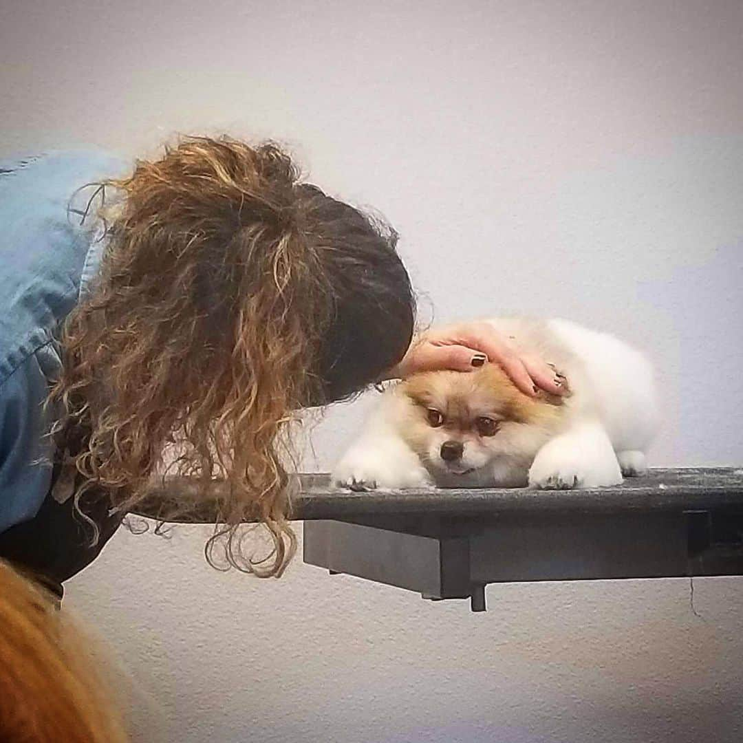 JessRonaGroomingさんのインスタグラム写真 - (JessRonaGroomingInstagram)「How to groom a dog: step one, tell them they’re a nice baby. Step two: repeat step one. Step three, kissies.」11月22日 9時16分 - jessronagrooming