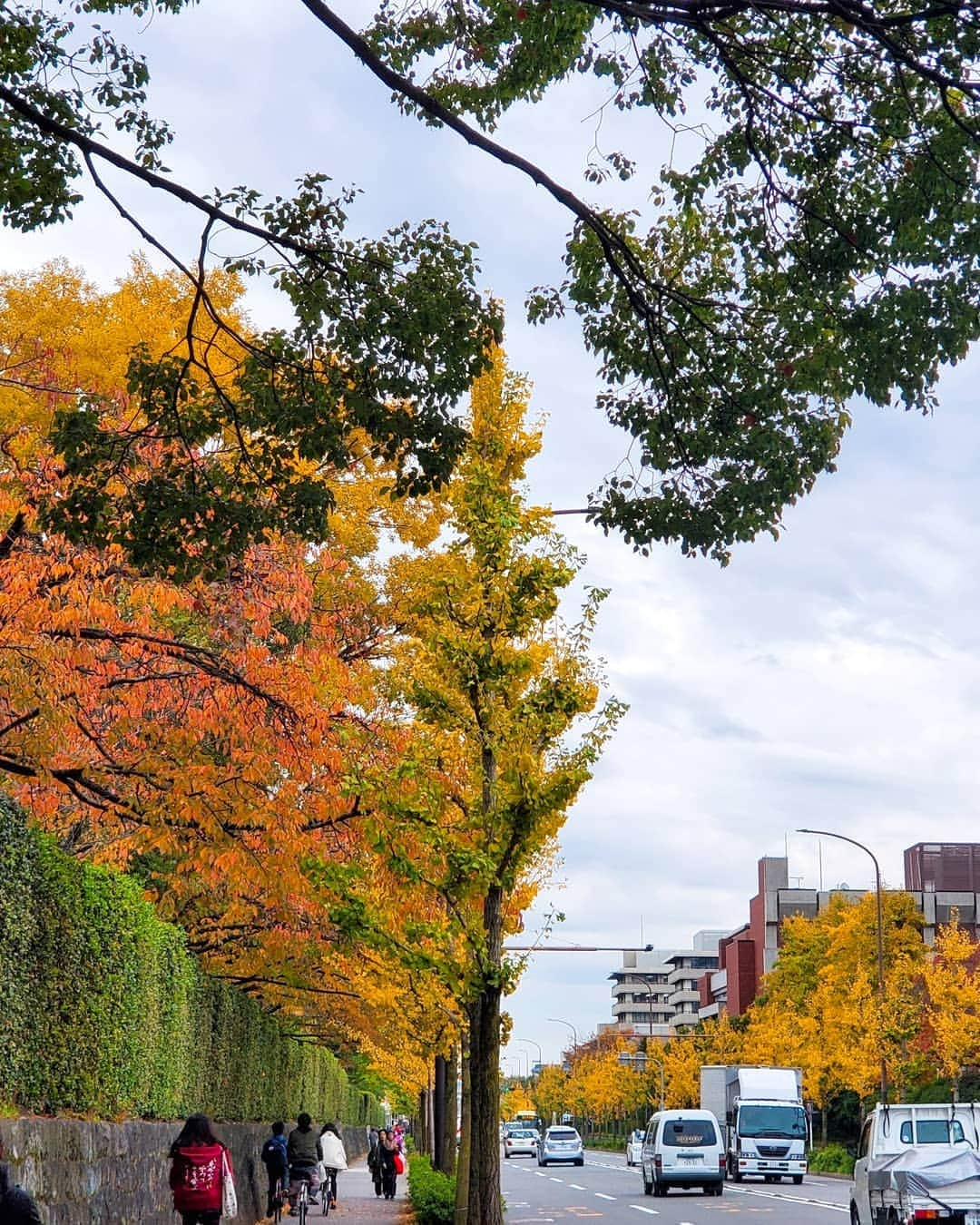 川原ちかよさんのインスタグラム写真 - (川原ちかよInstagram)「ほぼほぼ毎日、 京大正門前から京大病院を 歩いていたのですが、 今がいちばん綺麗かも。  間違いない。 京都は紅葉の見頃を迎えている！  桜同様、 名所じゃなくても歩くと綺麗な紅葉が いくらでもあります。  #京都の紅葉」11月22日 9時28分 - chikayo_baby