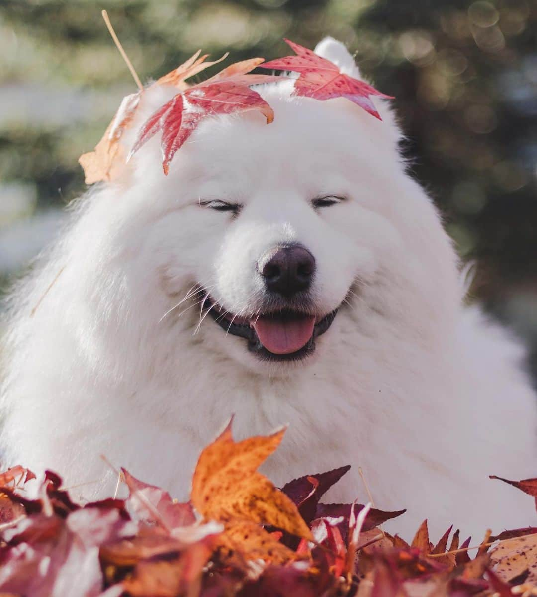 Loki the Corgiさんのインスタグラム写真 - (Loki the CorgiInstagram)「Peeka-boop! Guess who? 🍁⁣ ⁣ ⁣ ⁣ (It’s me Bear 🐻)」11月22日 10時00分 - lokistagram