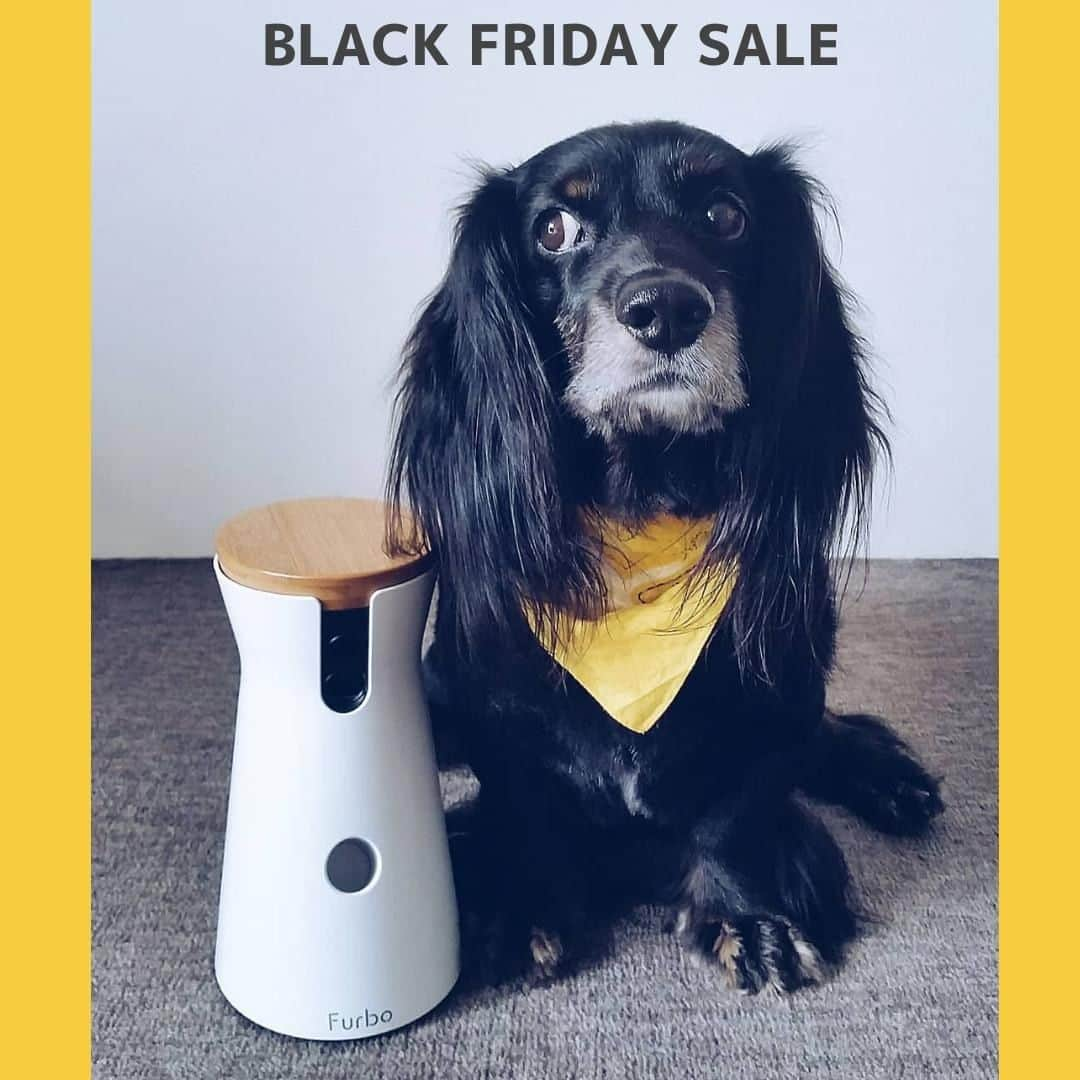 Furbo ドッグカメラさんのインスタグラム写真 - (Furbo ドッグカメラInstagram)「Furbo BLACK FRIDAYセールスタート⁠ 今ならFurboが9,500円OFF😍⁠ @furbo_japan⁠のプロフィールURLから購入すると更に1,000円OFF、お見逃しなく！⁠ ⁠ マカロニとファーボのお付き合いも1年3ヶ月に突入。⁠ いまじゃロニにとっては空気の存在なファーボ。⁠ でも極度な心配性のうきこにとってはファーボ使いはじめてほんとによかったと思う事多々あり。⁠ たまの長時間留守番の時にカメラに姿が映ってなくてもロニが動いたらファーボが携帯にお知らせしてくれるし安心感増し。⁠留守番中様子気になる方には本気おすすめ。⁠ ⁠ ⁠ ⁠ Furboはお留守番中の愛犬を見たり、話しかけたり、おやつもあげられる高機能ドッグカメラです。⁠ 世界10か国で販売されているベストセラー商品です。⁠ ⁠ スマホ、タブレットの専用アプリを通して、お留守番している愛犬と繋がることができます。⁠ 🎥 :  @kao_roni⁠ ⁠ ⁠ #BLACKFRIDAY　#ブラックフライデー　#ブラックフライデーセール⁠ ⁠ #愛犬との暮らし #お留守番犬 #お留守番カメラ #ドッグシッター #furbo #ファーボ⁠ #犬ばか部 #わんすたぐらむ #犬との暮らし」11月22日 10時00分 - furbo_japan