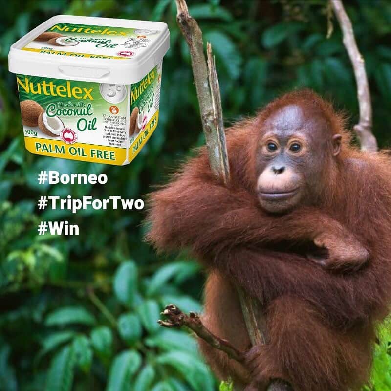 OFI Australiaさんのインスタグラム写真 - (OFI AustraliaInstagram)「WIN AN ECO TRIP TO BORNEO !! Nuttelex Made With Coconut Oil has announced this exciting competition! Win a trip for two on the April 2020 OFI Australia Borneo Orangutans Ecotour!!! To Enter: follow these 3 simple steps .... Step 1:  On Nuttelex’s Social Media Posts entitled WIN A TRIP TO BORNEO  tell us in 50 words or less tell us why you or your house-hold loves Nuttelex Made With Coconut Oil. Step 2:  Attach an image of the Nuttelex Made with Coconut Oil tub in your kitchen/fridge/home Step 3:  Include the hashtag #TakeMeToBorneoNuttelex Prize includes two international return flights and an amazing 7-day orangutan ecotour with Kobe Steele, Founder & President of OFI Australia valued at $10,000.  Entries close 10th Jan 2020. See T+C'S for eco tour dates, itinerary and mandatory vaccination info at https://nuttelex.com/takemetoborneonuttelex/ #palmoilfree #NuttelexPlantBasedButter」11月22日 10時29分 - ofi_australia