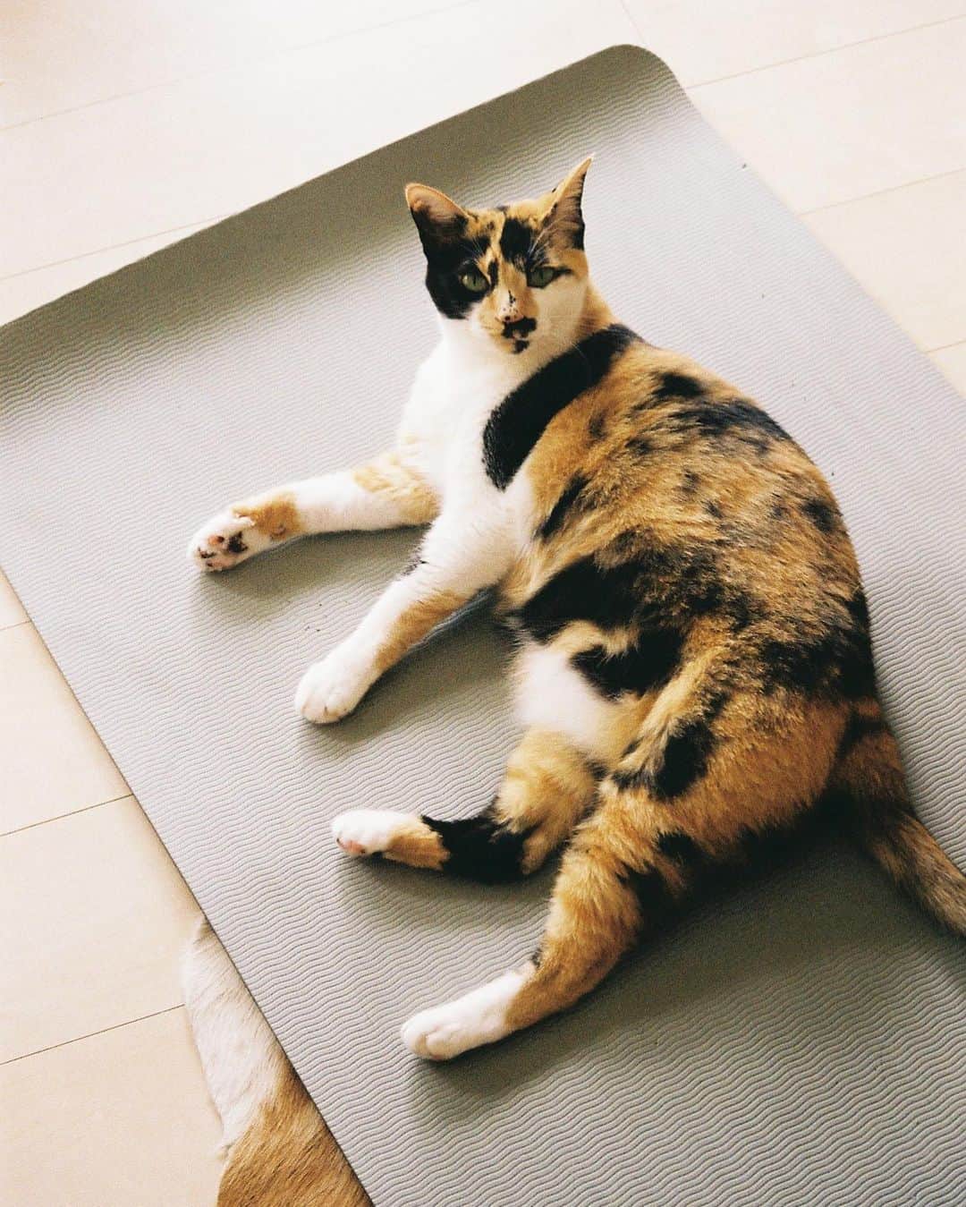 長谷川踏太のインスタグラム：「yoga #tsukijicat」
