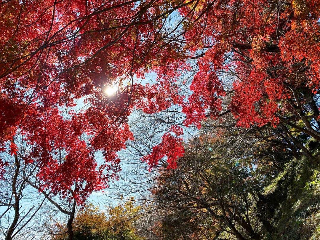 古賀陽子さんのインスタグラム写真 - (古賀陽子Instagram)「紅葉と桜。和柄でしか見たことなかった組み合わせ♪ #🍁×🌸 #お花だより  #四季桜 #秋も咲く桜  #紅葉 #桜 #Autumnleaves #autumncolors #cherryblossom」11月22日 11時44分 - y.koga7
