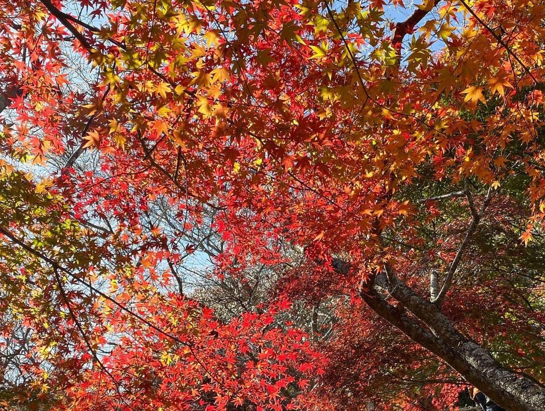 古賀陽子さんのインスタグラム写真 - (古賀陽子Instagram)「紅葉と桜。和柄でしか見たことなかった組み合わせ♪ #🍁×🌸 #お花だより  #四季桜 #秋も咲く桜  #紅葉 #桜 #Autumnleaves #autumncolors #cherryblossom」11月22日 11時44分 - y.koga7